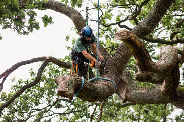 Best Tree and Shrub Care  in Pine Air, FL