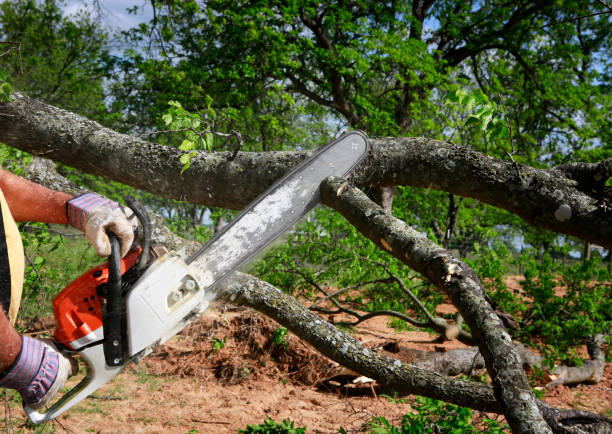 Lawn Watering Services in Pine Air, FL